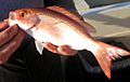 Vermilion snapper.jpg