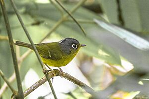 White-spectacled Warbler Nimachen Sikkim 04.11.2014