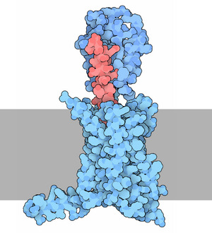 184-Glucagon glucagonreceptor