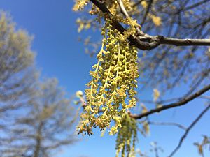 2016-04-15 15 31 48 Pin Oak catkins at Franklin Farm Park in the Franklin Farm section of Oak Hill, Fairfax County, Virginia