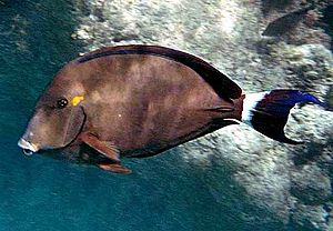 Acanthurus blochii by NPS.jpg