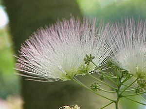 Albizia julibrissin1