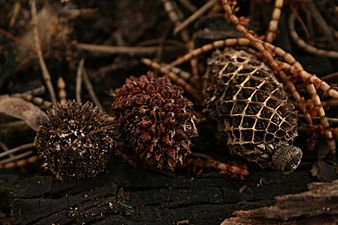 Allocasuarina verticillata cones