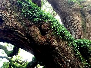 Angel Oak greenery