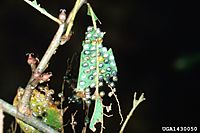 Anisota stigma eggs