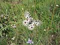 Apollo Butterfly of Gran Sasso