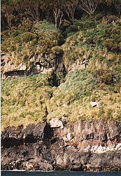 Auckland Islands - South Coast