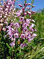 Besenheide (Calluna vulgaris)