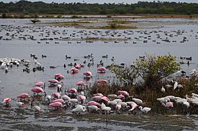 Birds at Merritt Island NWR.jpg