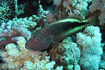 Blackside hawkfish at Shaab Sharm