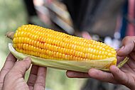 Boiled corn cob in Araku Valley, Andhra Pradesh 03