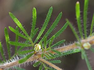 Boronia stricta leaf