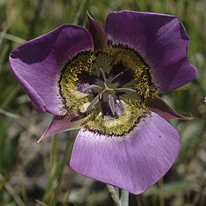 Calochortus gunnisonii gunnisonii crop