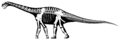 Cetiosaurus oxoniensis skeletal