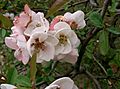 Chaenomeles lagenaria6.jpg