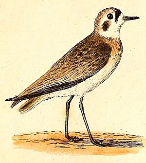 Charadrius pecuarius 1832