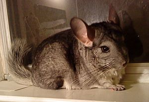 Chinchilla148