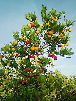 Cireres de pastor Cirerer d'arboç Arbutus unedo