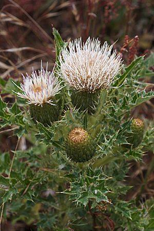 Cirsium quercetorum.jpg