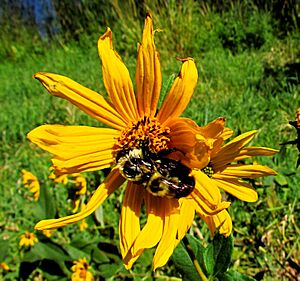 Common Eastern Bumble Bees on Jerusalem Artichoke