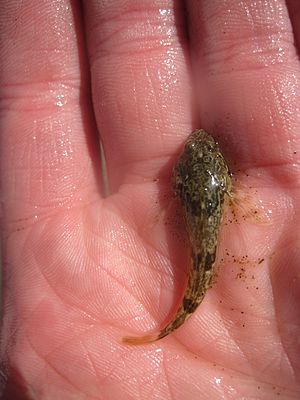 Cottus aleuticus.jpg