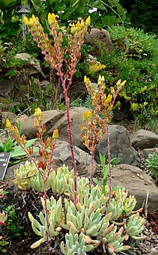 Dudleya caespitosa 5