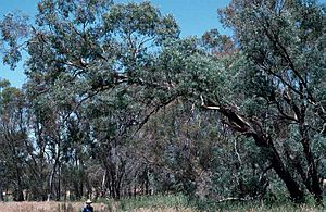 Eucalyptus cadens habit 2.jpg