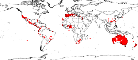 EucalyptuscamaldulensisGBIFDistMap1