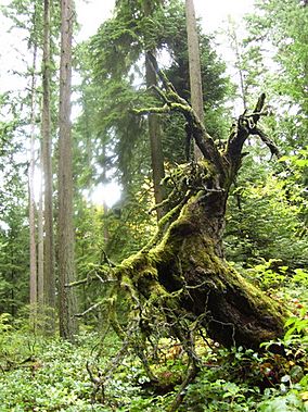 Fallen tree (4063595286).jpg