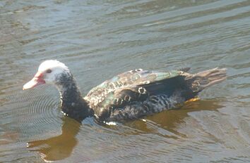 Fledgling Muscovy Duck