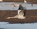 Flying common crane