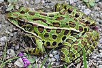 Frog Lithobates pipiens RBG