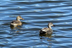 Gadwall (Anas strepera) female and male