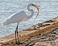 Great Egret Fish.jpg