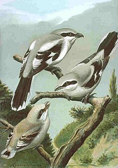 Greatgreyshrike