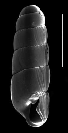 Gulella streptostelopsis shell 2