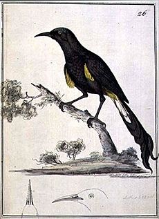 Hawaiʻi ʻŌʻō