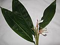 Hedychium coronarium-2-bsi-yercaud-salem-India