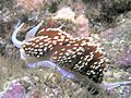 Hermissenda Nudibranch, San Clemente Island, Channel Islands, California