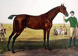 Herod (horse).jpg