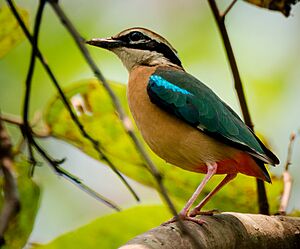 Indian Pitta 2, crop