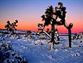 Joshua Trees in Snow