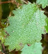 Jovellana Repens Leaf Top