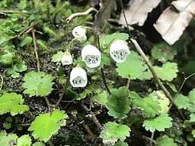 Jovellana repens inflorescence (flowers)