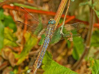 Libellulidae - Orthetrum coerulescens - androchrome female