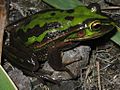 Litoria aurea dark