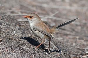 Malurus cyaneus -Cape Liptrap, Gippsland, Victoria, Australia-8