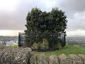 Maungakiekie tōtara and pōhutukawa 2022