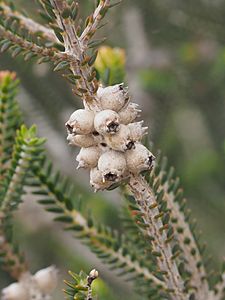 Melaleuca linguiformis fruit