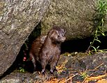 Mink - Lower Saranac Lake